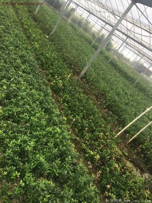 沭陽(yáng)衛(wèi)矛球 沭陽(yáng)衛(wèi)矛球