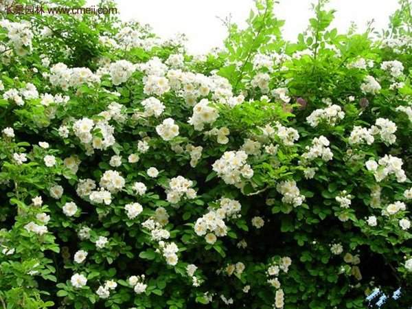 便宜的多花薔薇去哪買？