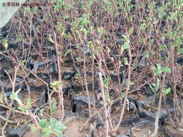 便宜的多花薔薇去哪買？