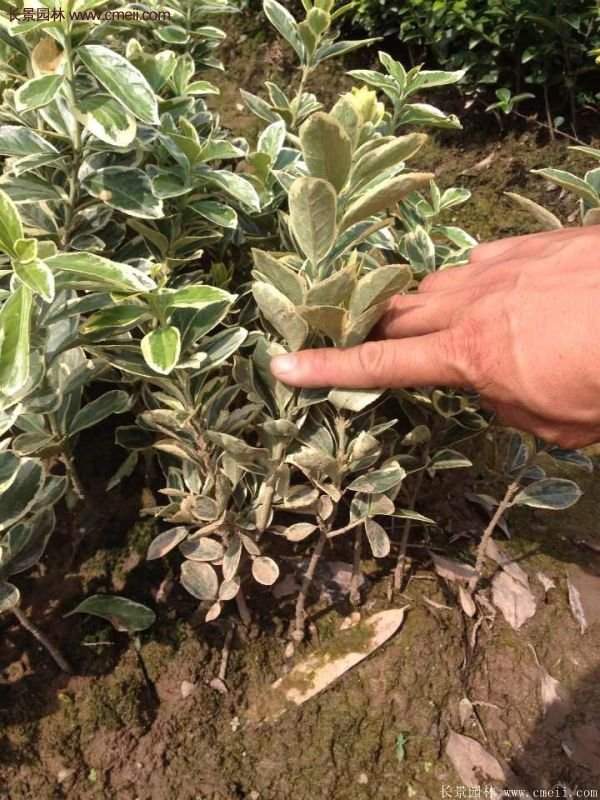 沭陽(yáng)金邊黃楊價(jià)格