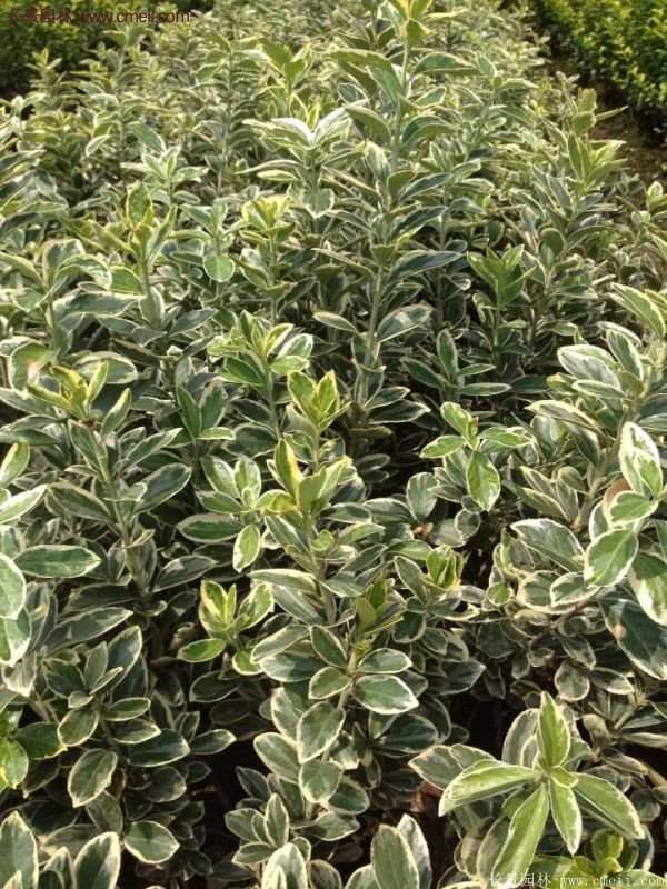 沭陽(yáng)金邊黃楊價(jià)格