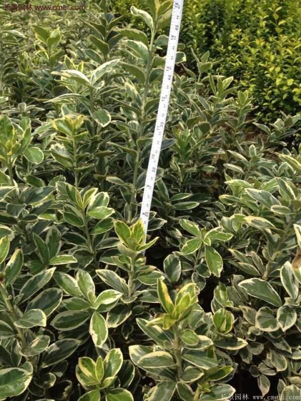 沭陽(yáng)金邊黃楊價(jià)格