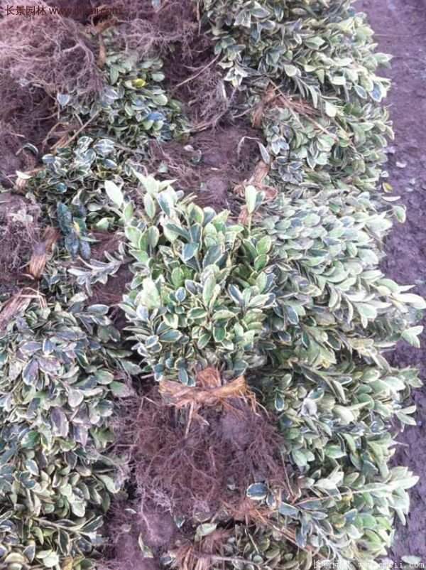 沭陽(yáng)金邊黃楊價(jià)格