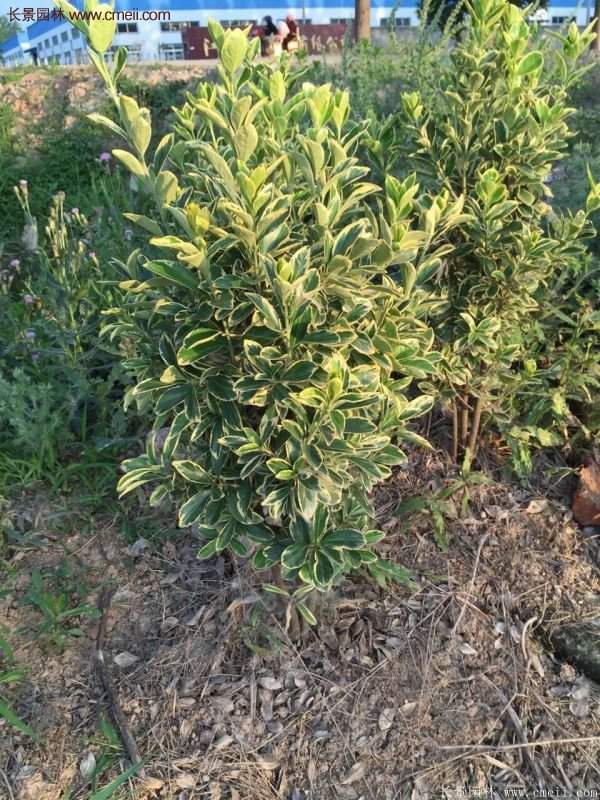 沭陽金邊黃楊 沭陽金邊黃楊