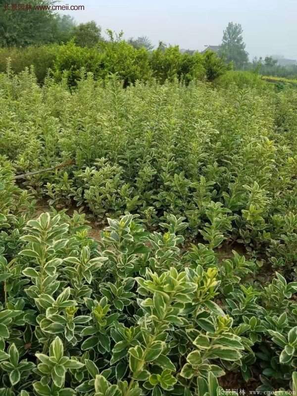 金邊黃楊的產地 金邊黃楊的產地