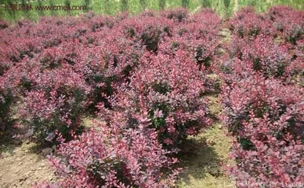 紅葉小檗基地 紅葉小檗基地