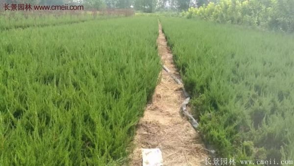 龍柏基地小龍柏實拍圖片