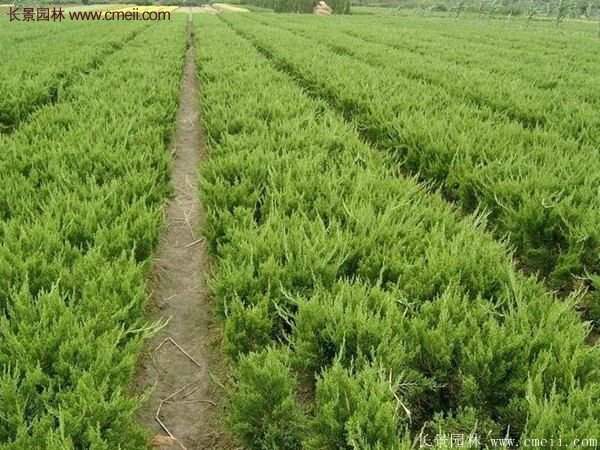 最新最全的小龍柏栽植技術(shù)匯總
