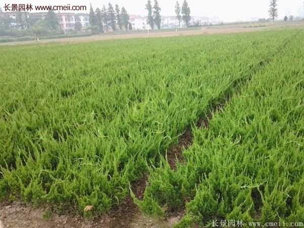 優(yōu)質(zhì)龍柏