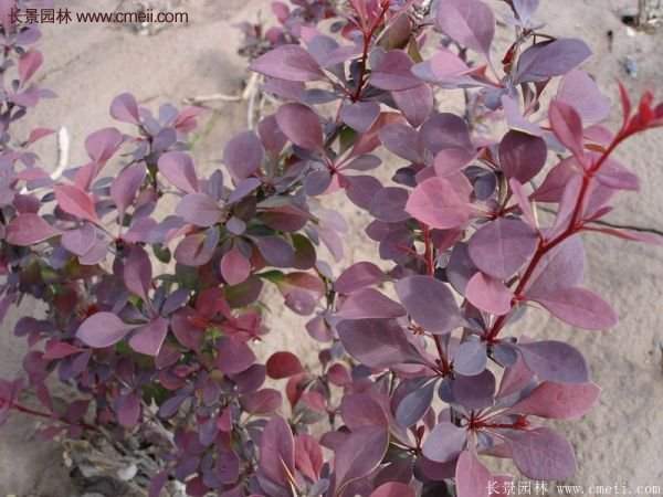 沭陽紅葉小檗苗 沭陽紅葉小檗苗