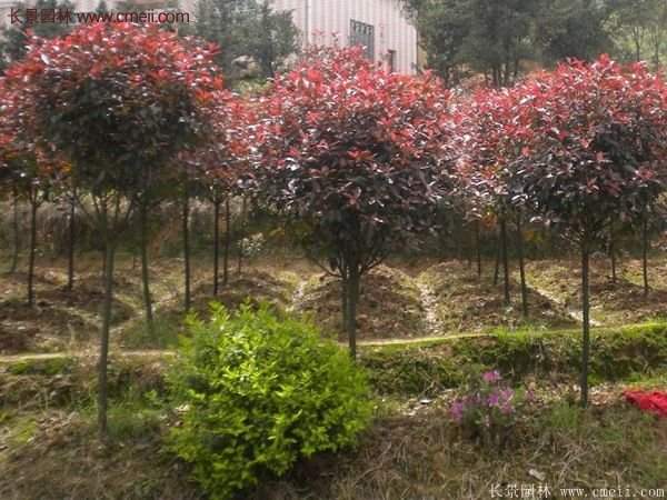 紅葉石楠造型 紅葉石楠造型