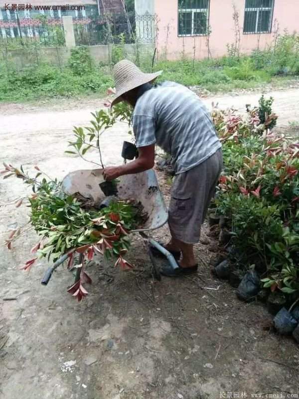 紅葉石楠的養(yǎng)護方法 紅葉石楠的養(yǎng)護方法