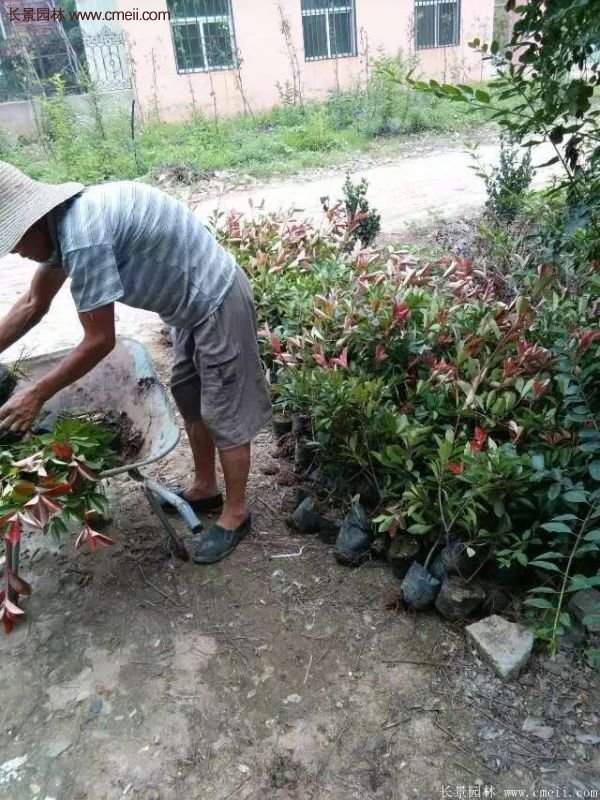 紅葉石楠的養(yǎng)護方法 紅葉石楠的養(yǎng)護方法