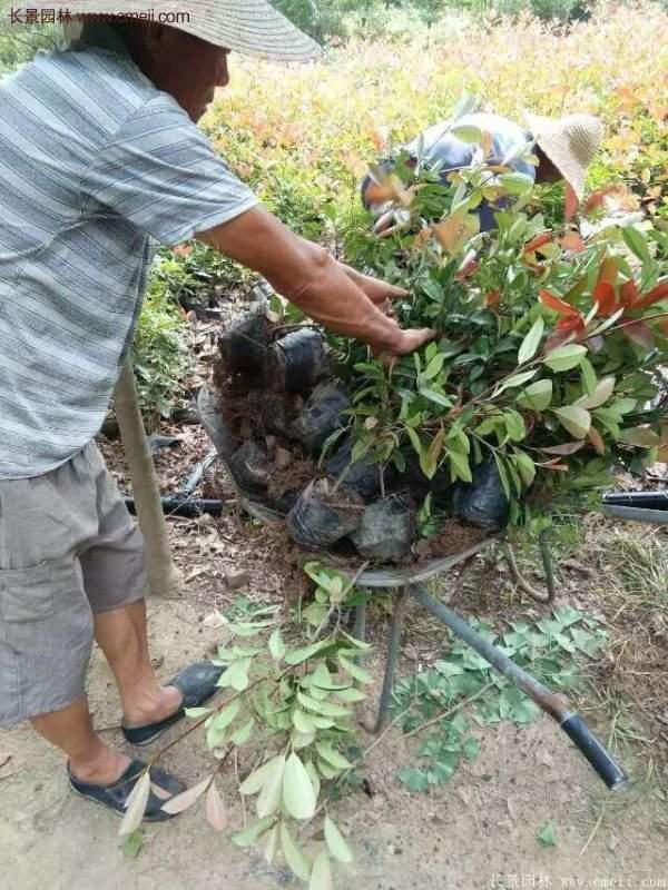 紅葉石楠的養(yǎng)護方法 紅葉石楠的養(yǎng)護方法