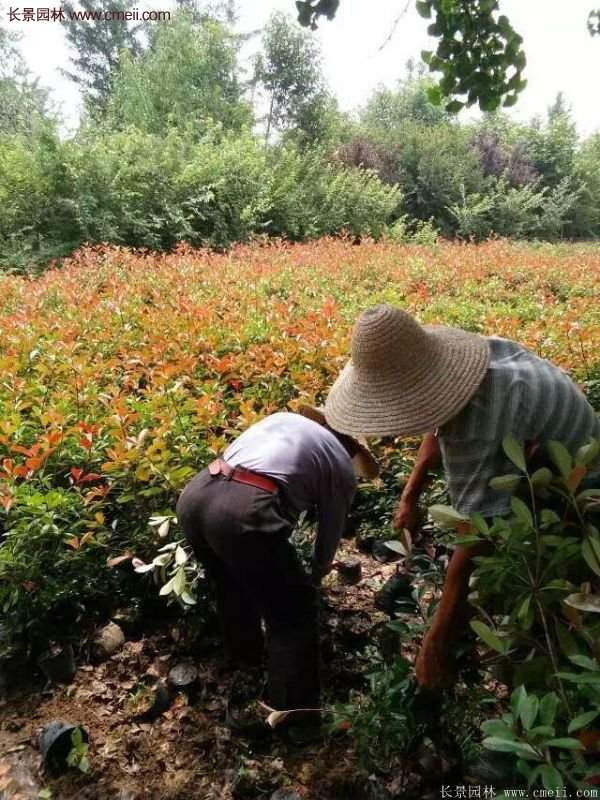 紅葉石楠的養(yǎng)護方法 紅葉石楠的養(yǎng)護方法
