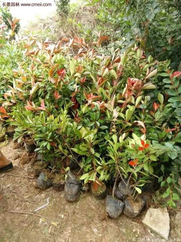 紅葉石楠的養(yǎng)護方法 紅葉石楠的養(yǎng)護方法