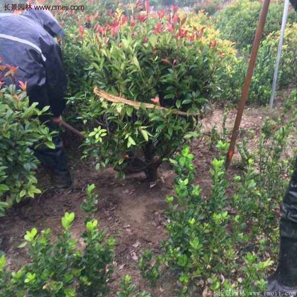 沭陽紅葉石楠苗 沭陽紅葉石楠苗