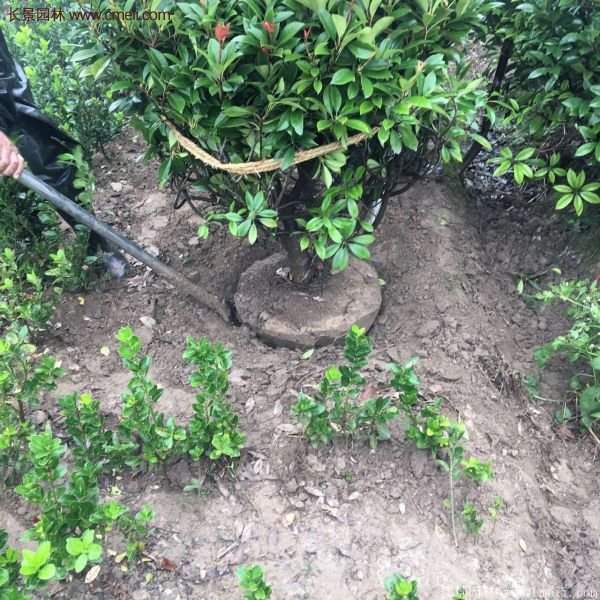 沭陽紅葉石楠苗 沭陽紅葉石楠苗