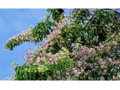 苦楝圖片_江蘇沭陽苦楝樹基地實