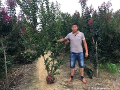 百日紅/紫薇 2022年常用紫薇花樹規