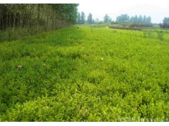 小葉黃楊/瓜子黃楊