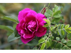 紅刺玫