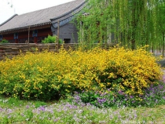 <font color='#FFFF00'>產地直銷的棣棠球多少錢一棵？</font>