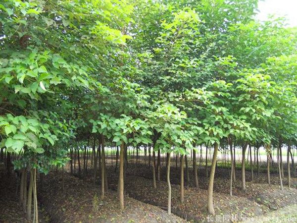 紅烏桕圖片紅烏桕基地實拍 紅烏桕圖片紅烏桕基地實拍