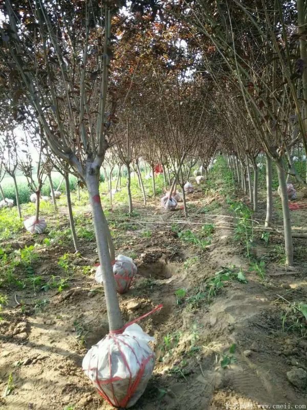 紅葉碧桃圖片紅葉碧桃基地實(shí)拍 紅葉碧桃圖片紅葉碧桃基地實(shí)拍