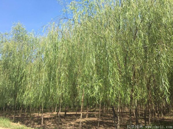 垂柳圖片垂柳基地實拍 垂柳圖片垂柳基地實拍