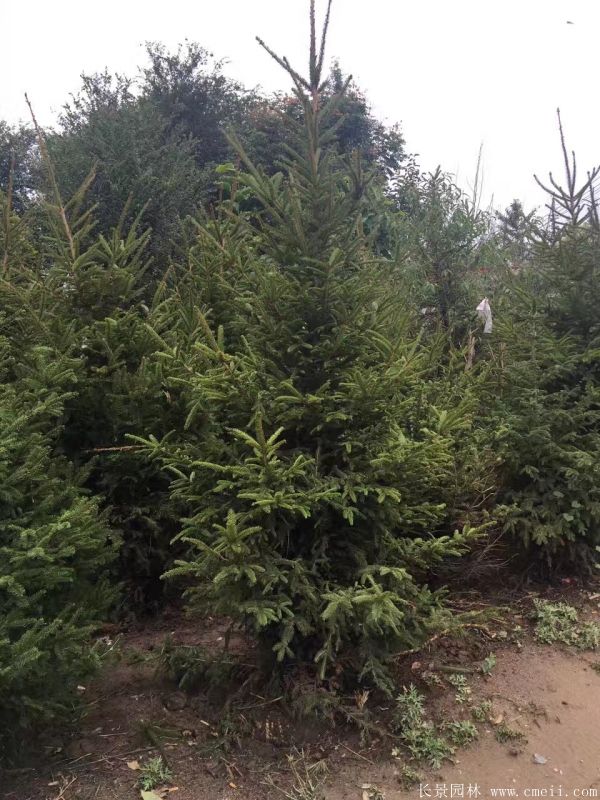 云杉圖片基地實(shí)拍 云杉圖片基地實(shí)拍