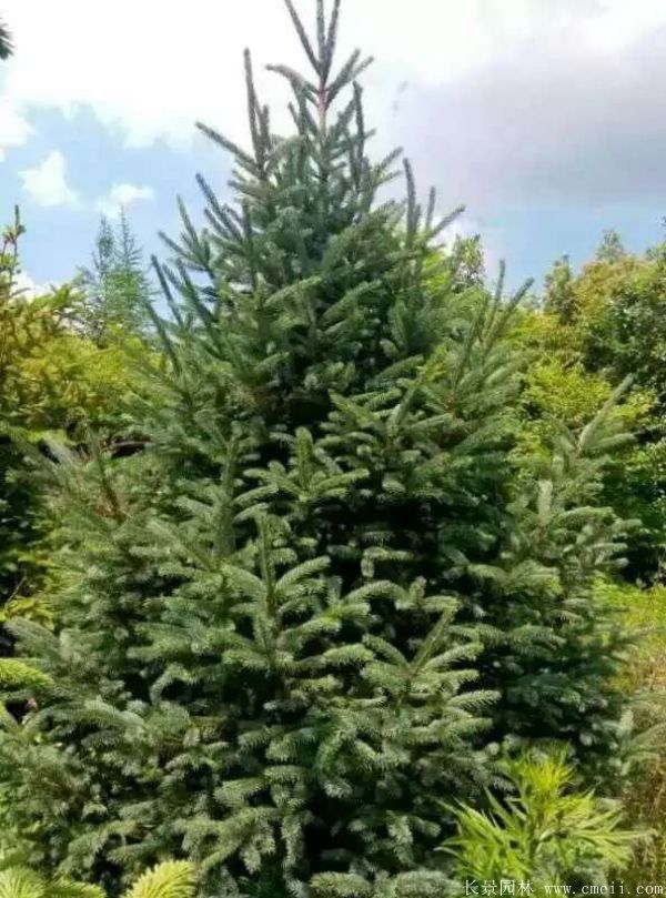 云杉圖片基地實(shí)拍 云杉圖片基地實(shí)拍