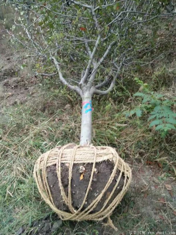 垂絲海棠圖片基地實拍