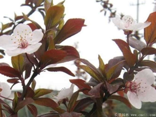 紅葉李圖片基地實(shí)拍 紅葉李圖片基地實(shí)拍