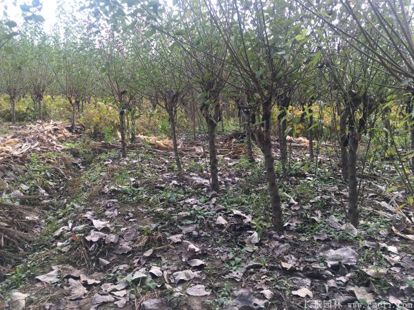 紅梅樹紅梅花圖片基地實拍