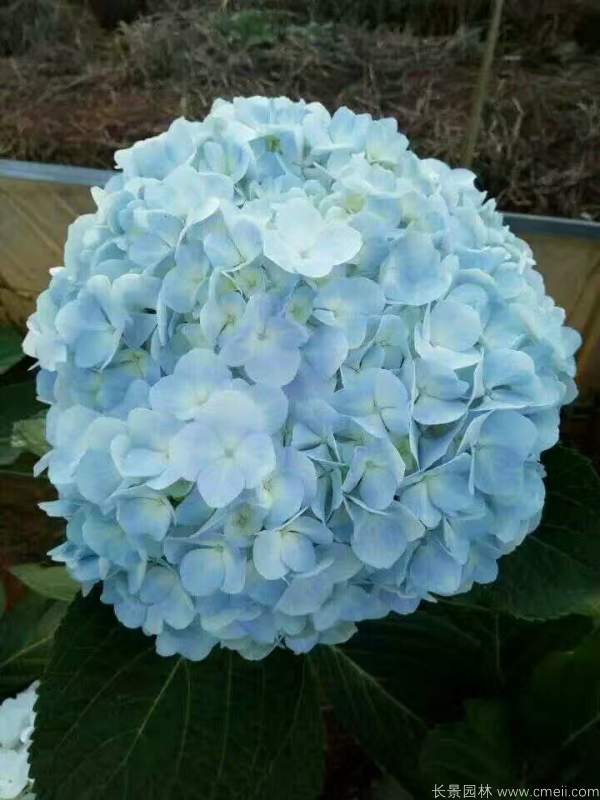 八仙花圖片基地實拍 八仙花圖片基地實拍