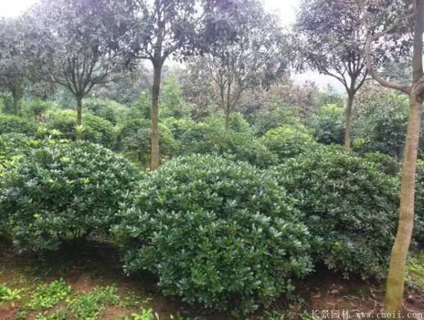 海桐圖片基地實(shí)拍 海桐圖片基地實(shí)拍