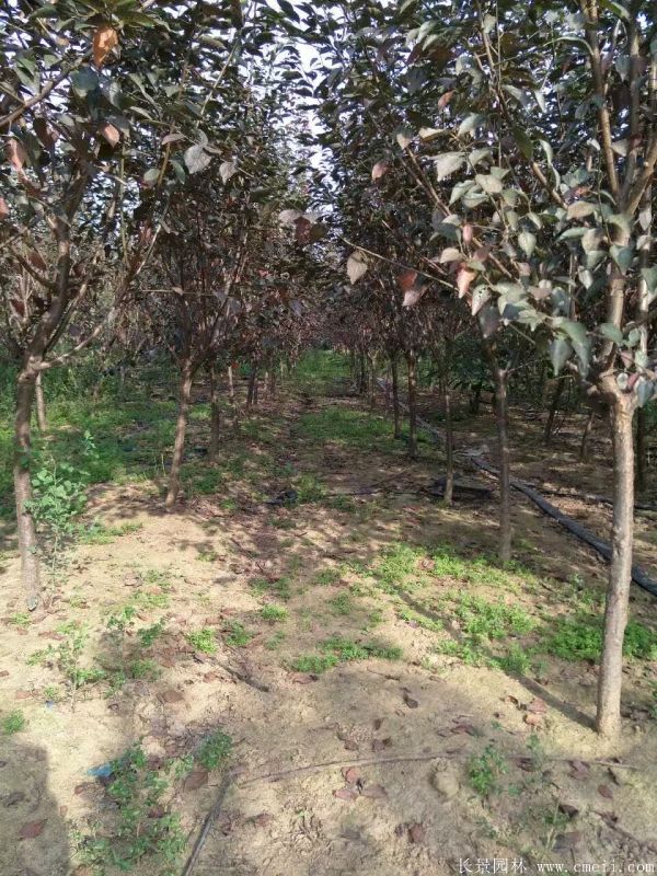 美人梅圖片基地實拍 美人梅圖片基地實拍