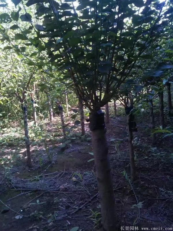 美人梅圖片基地實拍 美人梅圖片基地實拍