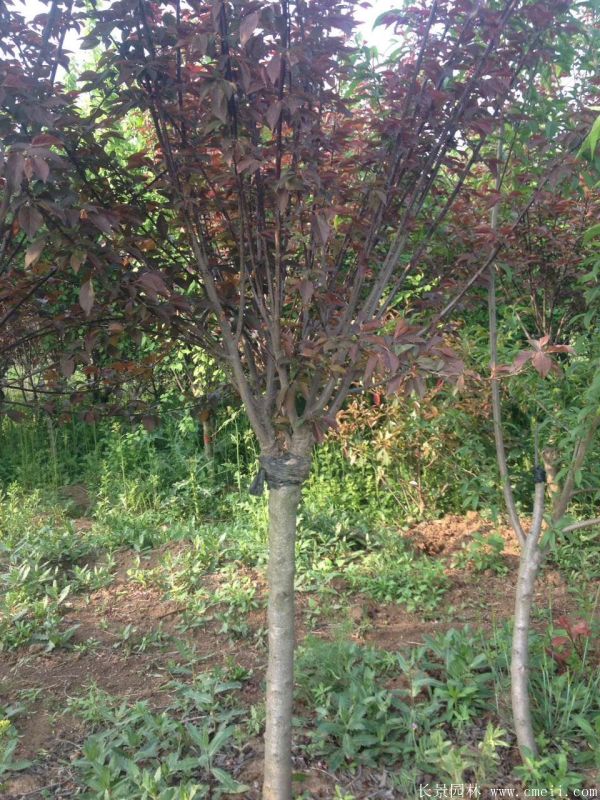 美人梅圖片基地實拍 美人梅圖片基地實拍