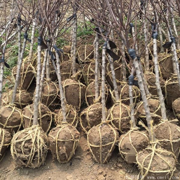 美人梅圖片基地實拍 美人梅圖片基地實拍