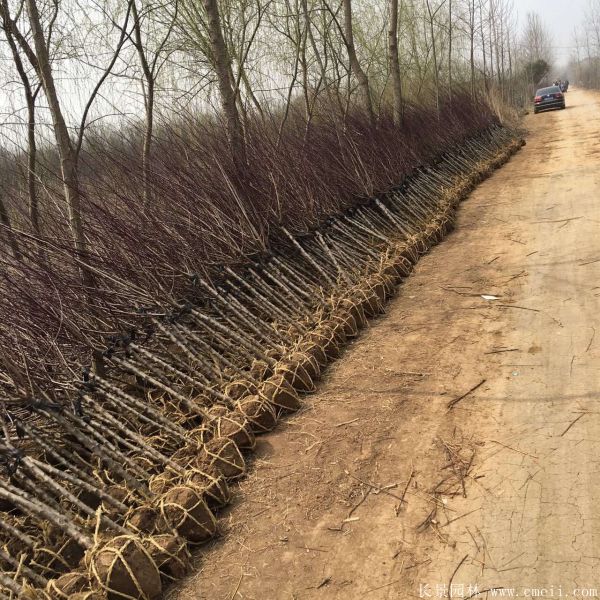 美人梅圖片基地實拍 美人梅圖片基地實拍