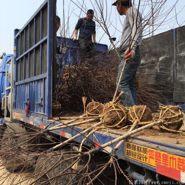 美人梅圖片基地實拍 美人梅圖片基地實拍