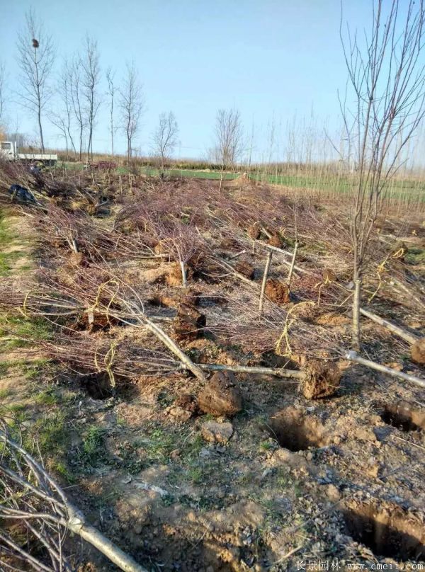 美人梅圖片基地實拍 美人梅圖片基地實拍