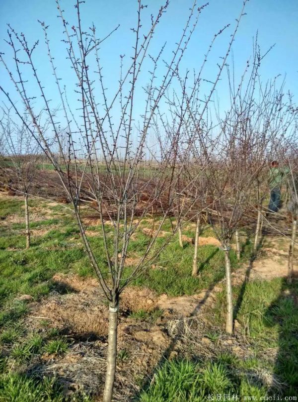 美人梅圖片基地實拍 美人梅圖片基地實拍