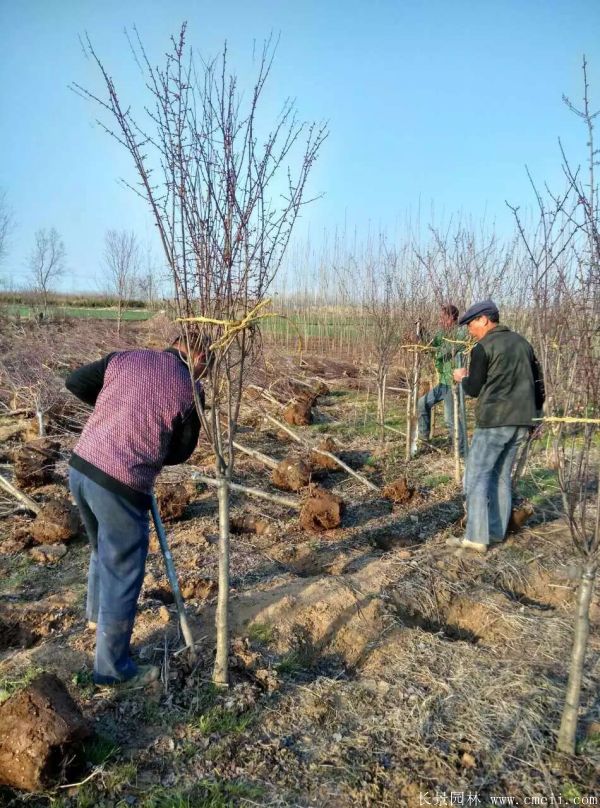 美人梅圖片基地實拍 美人梅圖片基地實拍