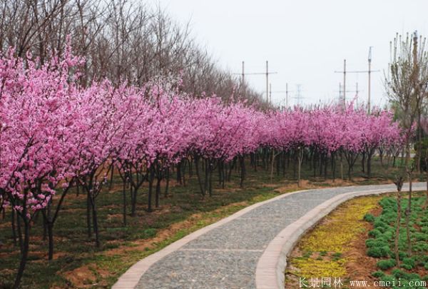 美人梅圖片基地實拍 美人梅圖片基地實拍