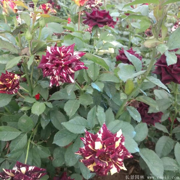 雜種香水月季圖片 雜種香水月季圖片