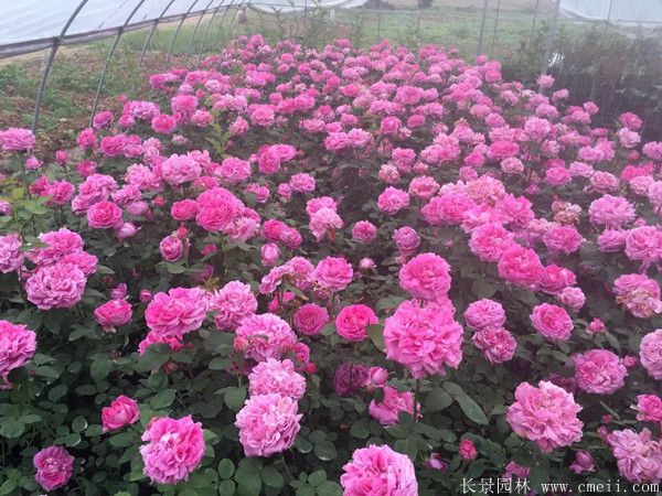 雜種香水月季圖片 雜種香水月季圖片