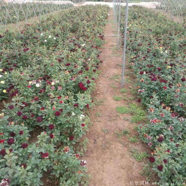 雜種香水月季圖片 雜種香水月季圖片